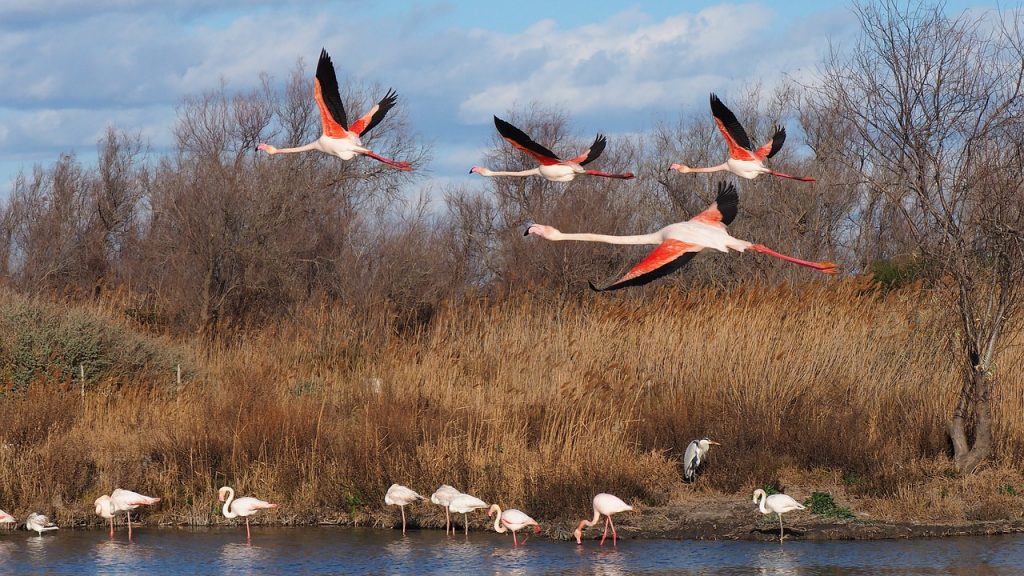 camargue